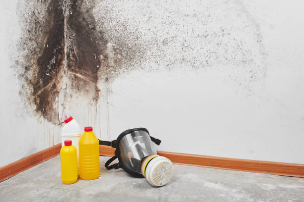 Best Mold Cleaning Services  in Pell City, AL