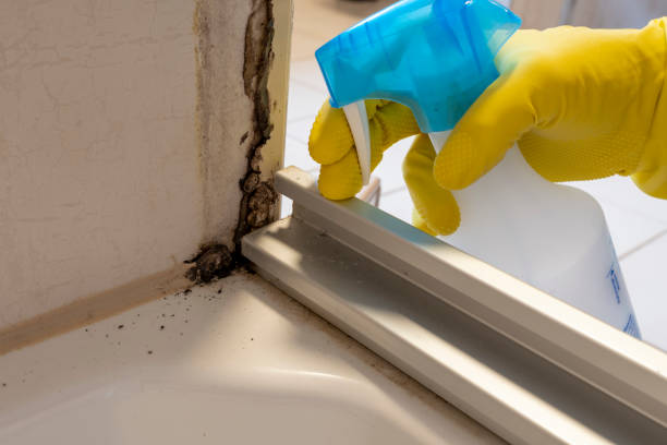 Mold Testing and Removal in Pell City, AL