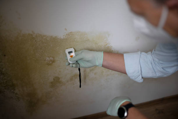 Best Toxic Mold Removal  in Pell City, AL
