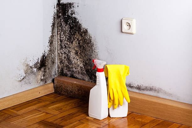 Best Attic Mold Removal  in Pell City, AL