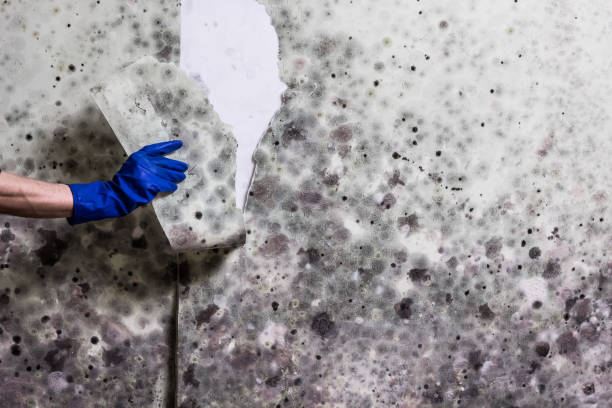 Best Affordable Mold Removal  in Pell City, AL